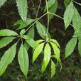 牡荊(馬鞭草科植物)
