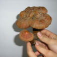傘狀靈芝 傘狀靈芝