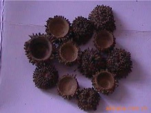 橡碗：橡樹的果殼