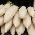 東阿蘿蔔 東阿蘿蔔