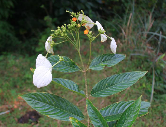 大樹甘草 大樹甘草