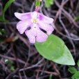 一花無柱蘭 一花無柱蘭