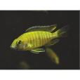 皇帝魚(少鱗擬鮃)
