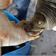 甲魚打架 甲魚打架