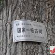 古銀杏樹(山東省棗莊市市中區) 古銀杏樹(山東省棗莊市市中區)