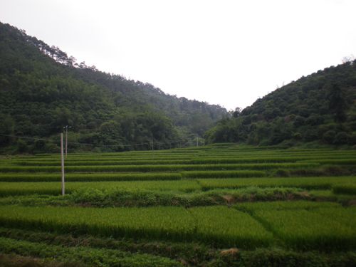 大圳村 大圳村