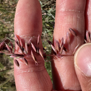 Ehrharta calycina