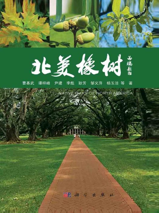 北美橡樹 北美橡樹
