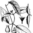 藍葉藤(植物) 藍葉藤(植物)