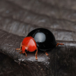 紅胸黑瓢蟲