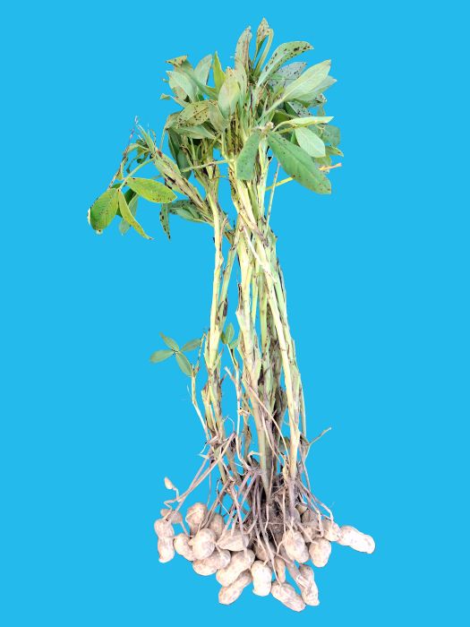 周花11號 周花11號