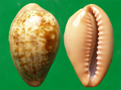 西非寶螺（上海岡瓦納自然網）