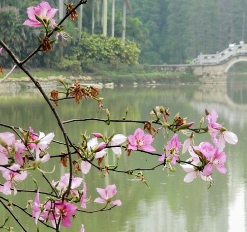 宮粉照水 宮粉照水