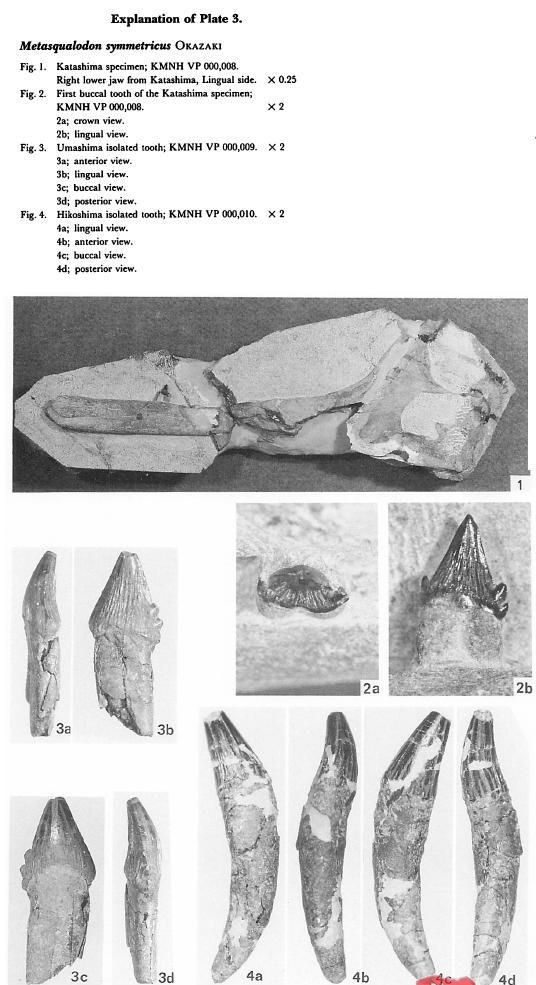 鯊齒鯨化石