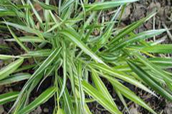 Hakonechloa macra \x27Stripe It Rich\x27 Hakonechloa macra \x27Stripe It Rich\x27