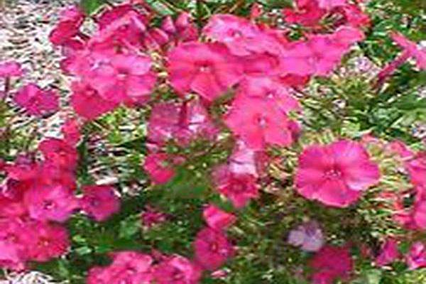 Phlox paniculata \x27Red Riding Hood\x27