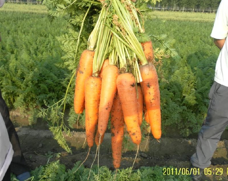 直根系作物-胡蘿蔔