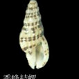 秀峰結螺 秀峰結螺