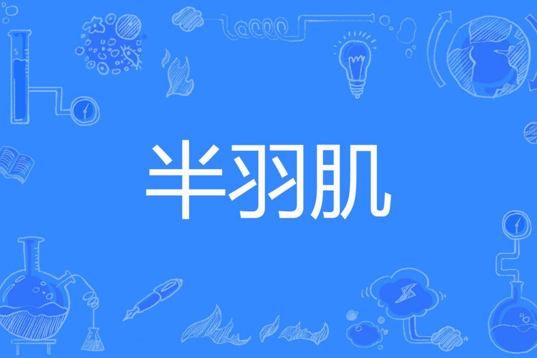 半羽肌