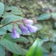 石上蓮(管狀花目苦苣苔科植物) 石上蓮(管狀花目苦苣苔科植物)