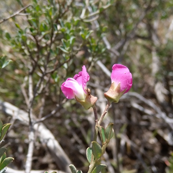 Podalyria microphylla