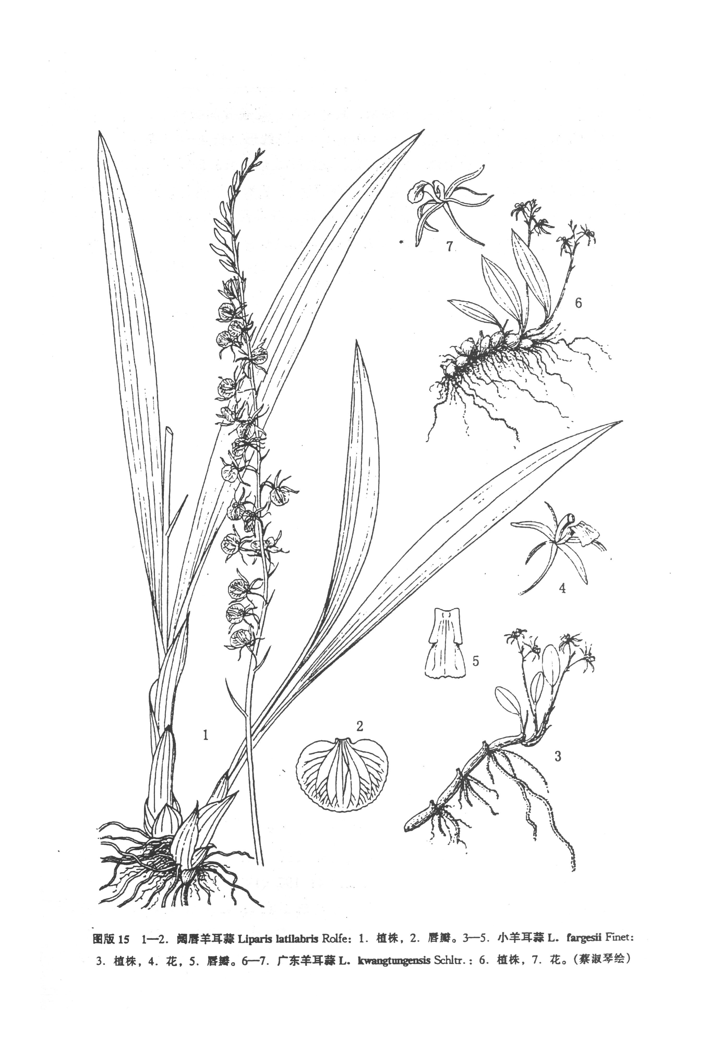 石米(雙子葉植物綱植物)