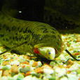 南美肺魚 南美肺魚