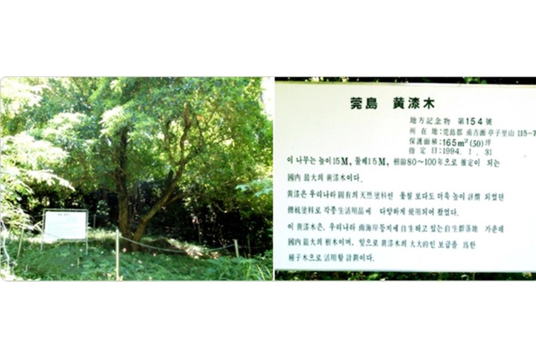 黃漆木 黃漆木