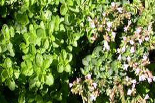 Origanum vulgare subsp. hirtum