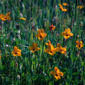 Viola pedunculata