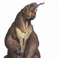 美洲大地獺 美洲大地獺