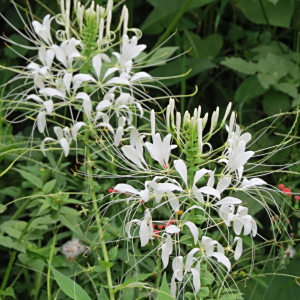 Cleome pilosa