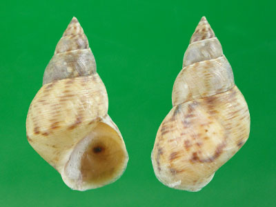 粗紋玉黍螺