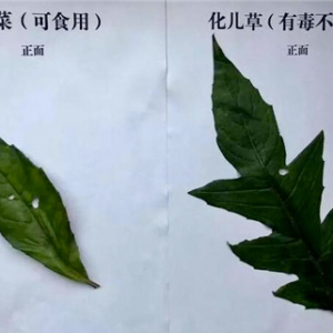 化兒草