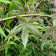 紅毛五加皮 紅毛五加皮