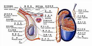 睪丸平面圖與立體剖析圖
