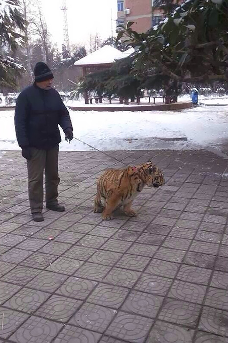 老漢公園遛虎