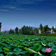 荷花村(山東省青島嶗山區王哥莊街道荷花村) 荷花村(山東省青島嶗山區王哥莊街道荷花村)