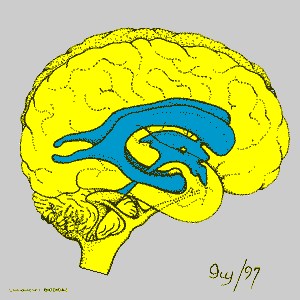 腦
