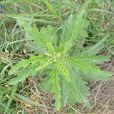 大刺兒菜(大刺兒菜)