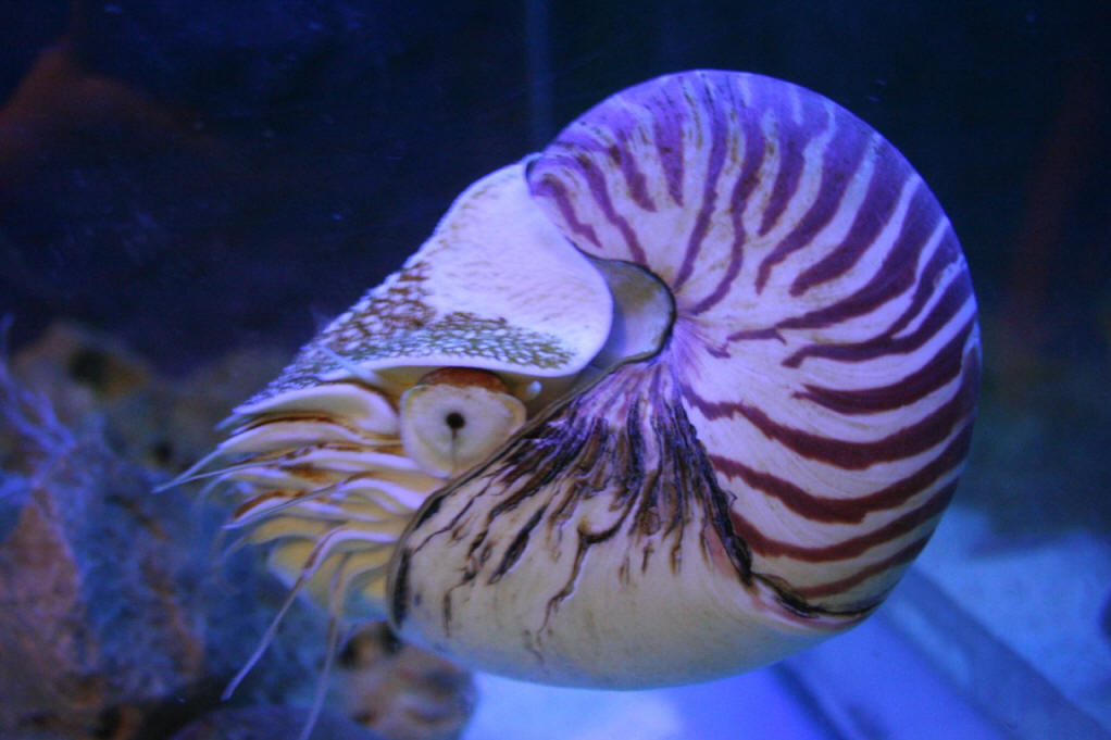 鸚鵡螺屬