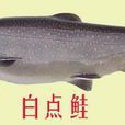 白點鮭 白點鮭
