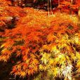 紅羽毛楓 紅羽毛楓