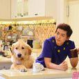 金條(電視劇《新婚公寓》金毛犬) 金條(電視劇《新婚公寓》金毛犬)