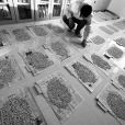 轉基因種子 轉基因種子