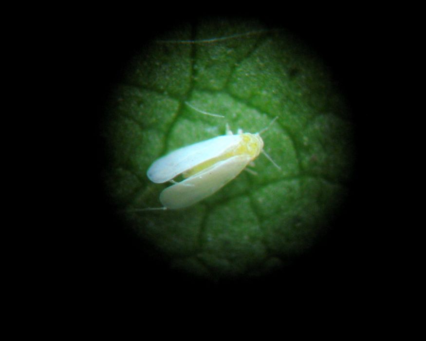 棉粉虱 棉粉虱