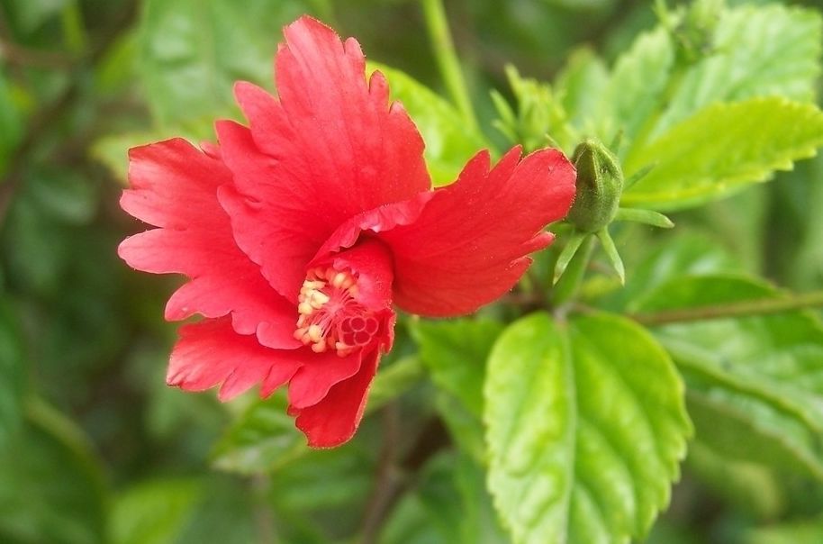山陽紅 山陽紅
