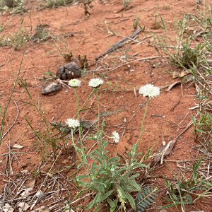 Rutidosis leucantha