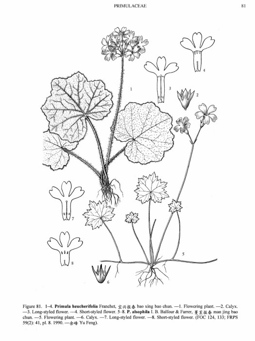 蔓莖報春 蔓莖報春