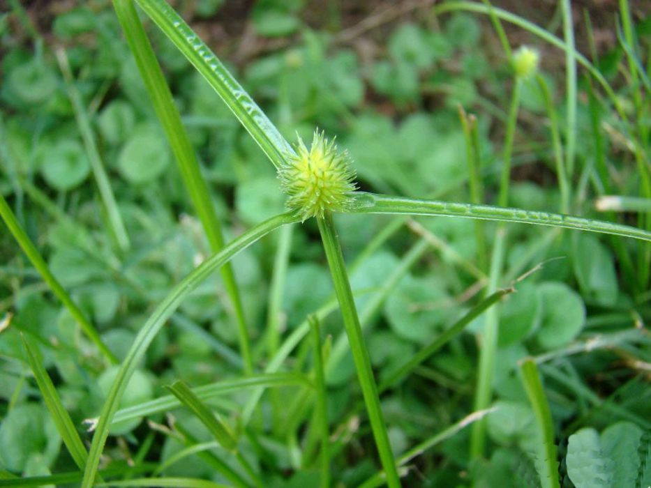 鐮葉茜草 鐮葉茜草